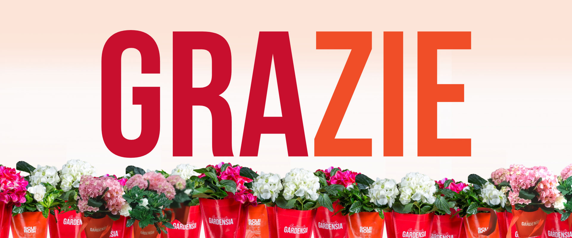 GARDENSIA GRAZIE 2023