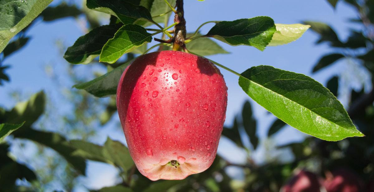 La Mela Golden Delicious La Mela Golden Delicious
